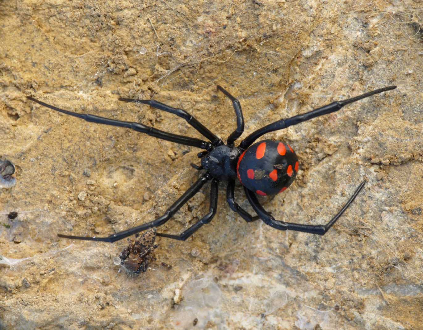 Latrodectus nel Lazio